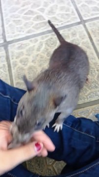 Ce rat adorable tire le bras de sa maitresse... regardez pourquoi! Magnifique