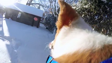 Corgi Snowplow