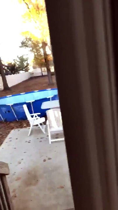 Bouncing Husky