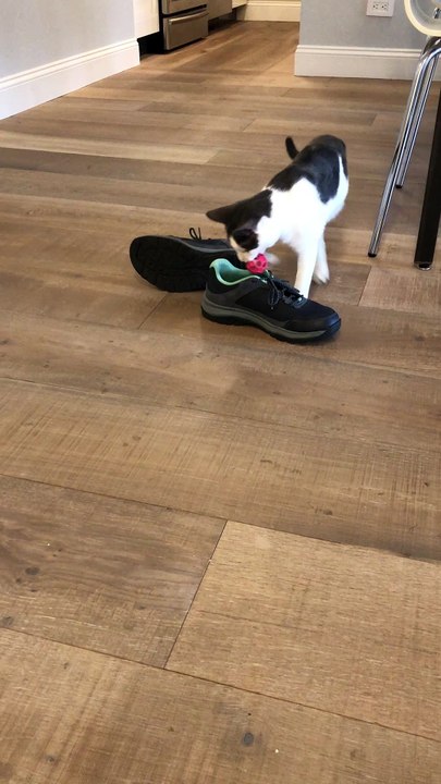 Toys are so Distracting