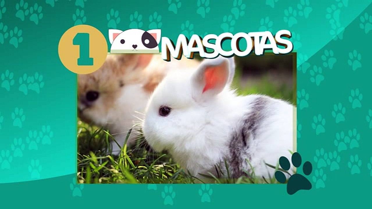 Curiosidades de los conejos