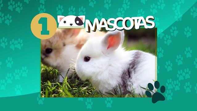 Curiosidades de los conejos