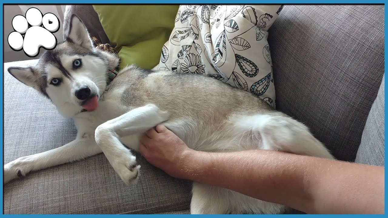 「もっとナデナデして！」 ハスキー犬のなでてアピールがカワイイ！