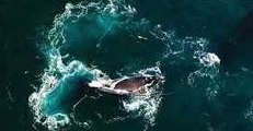 Stunning Drone Footage Captures Southern Right Whales in Argentina