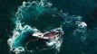 Stunning Drone Footage Captures Southern Right Whales in Argentina