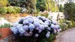 Hydrangea Plant Care _ Fun Gardening _ 20 June, 2017-PzTZT9w7bnM