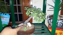 Jade Plant Bonsai _ UPDATE _ Fun Gardening _ 16 May, 2017-KB-dNUTi7bU