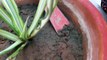 Signs of Over Watering in a Plant _ How to know that a plant is Over Watered  _ 7 Aug, 2017-Sb5EZCJneNc