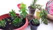 Succulant Care Tips _ How to Grow and Care Succulant Plants _ Fun Gardening _ 12 Oct, 2017-TE5GGMMu6mU