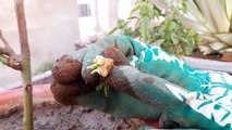 गुलाब को बीमारियों से बचाने वाले पौधे _ Companion Plants to Protect Rose from Diseases-qt0LE7nUgoU