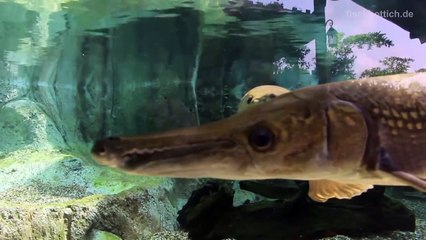 [HD] Alligator Gar @ River Safari [1_15]-YauSjVypunQ