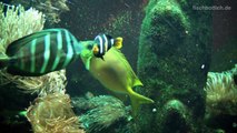 [HD] Big Guys Saltwater Reef _ Großfisch Salzwasserbecken @ Zoo Wuppertal [17_19]-hvQdS2YbTO8