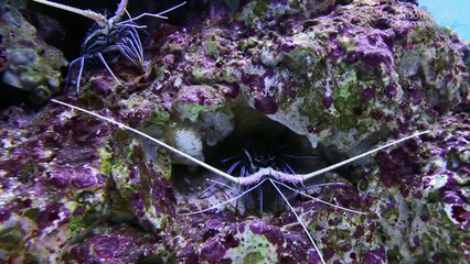 [HD] Fringing Reef @ S.E.A. Aquarium [5_17]-i8BcT1RrlXc