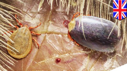 Meet the Dracula tick that drank dinosaur blood