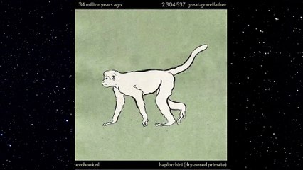 550 Million Years in 40 Seconds