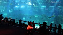 [HD] Open Ocean @ S.E.A. Aquarium [1_17]-wey2a5KucqU