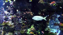 [HD] Strait of Malacca and Andaman sea @ S.E.A. Aquarium [3_17]-ADuFytir09U