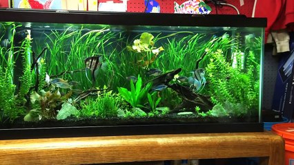 5 Aquarium Plants for Beginners - Jungle Val, Dwarf Lily, Bacopa, Amazon Sword & Ludwigia Repens-LlxeQxymLaI