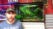 5 Aquarium Plants for Beginners - Part 2. Java Fern, Java Moss, Anubias, Dwarf Sag & Water Sprite-PPjxfv8H7Fc