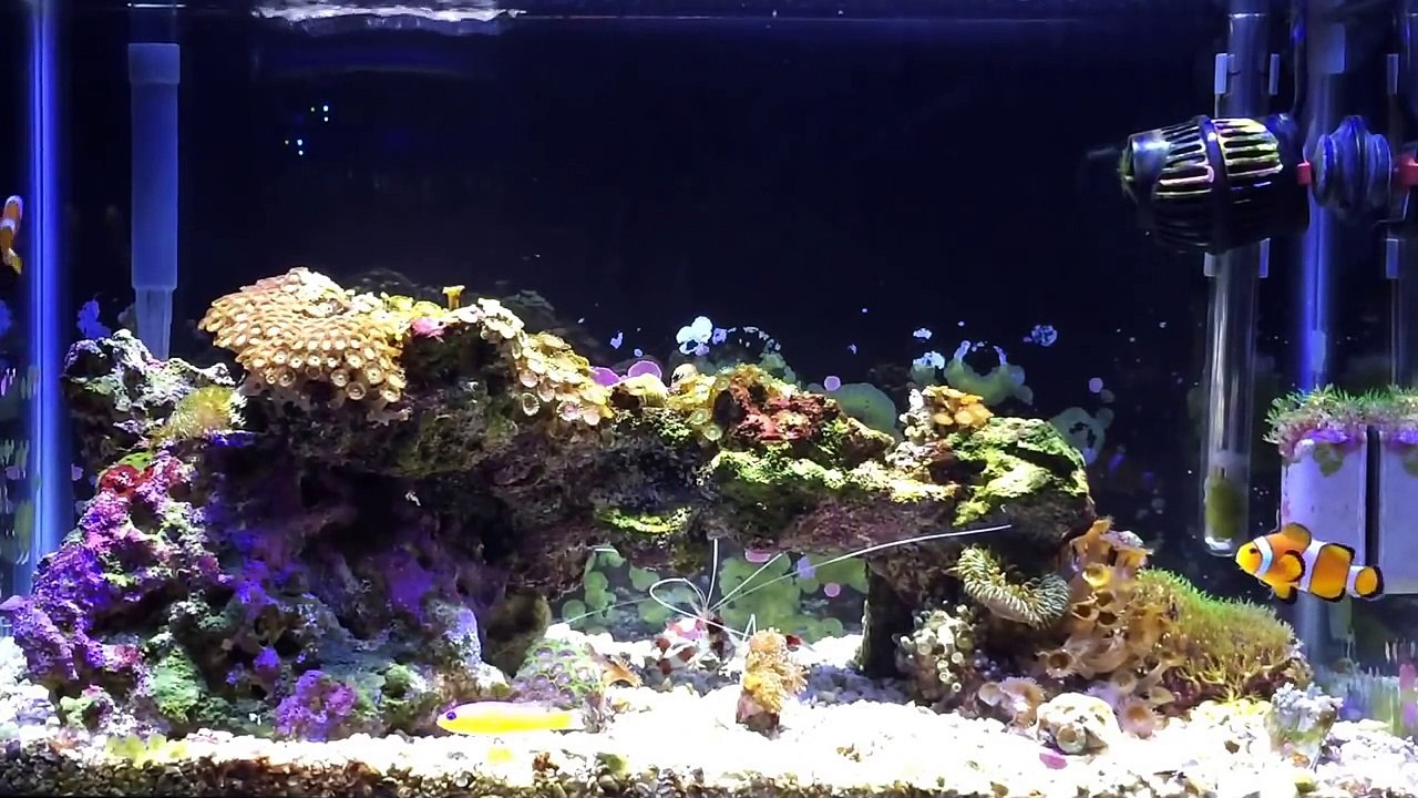 10 gallon Saltwater Nano Reef Aquarium. 14 months. No Skimmer-hKT3CdR5iew