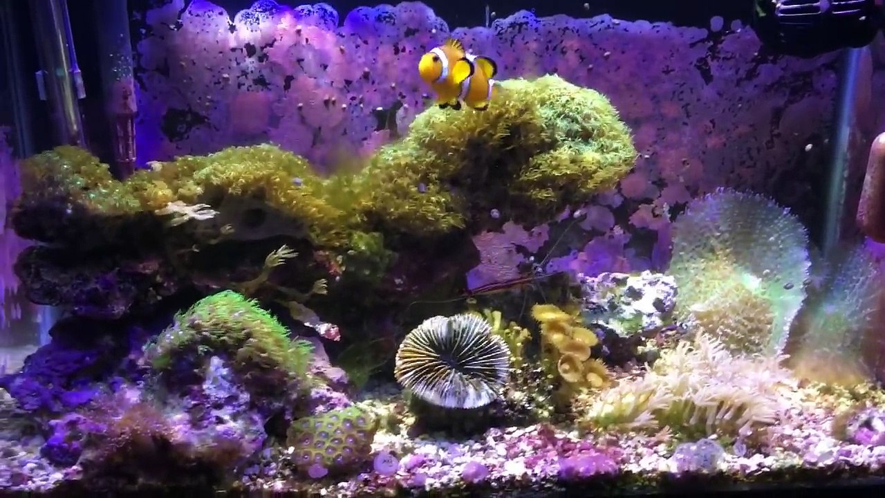 10_40 Gallon Reef Updates Temperature Swings & A Clown Fish Chip