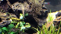 40 gallon Freshwater Planted tank_Amano Shrimp,German Blue Rams,Rummy Nose and Bloodfin Tetras.-mRVqvzuUTdQ
