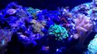 40 gallon Mixed Reef - LPS, SPS and Soft Corals - No Skimmer - 16 Months-xEuqpqBytGE