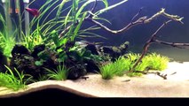 40 Gallon Planted Tank - Beautiful New Beta Fish, Plants Thriving and more...-IY-08yQyVQs