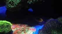 40 Gallon Reef Update - No Sump, No Skimmer_ Blues-Z38HIkFEnQk