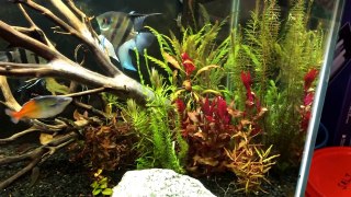 75 gallon planted tank - Pressurized CO2, Iron and Potassium dosing adjustments-Go8yoYW1LZM