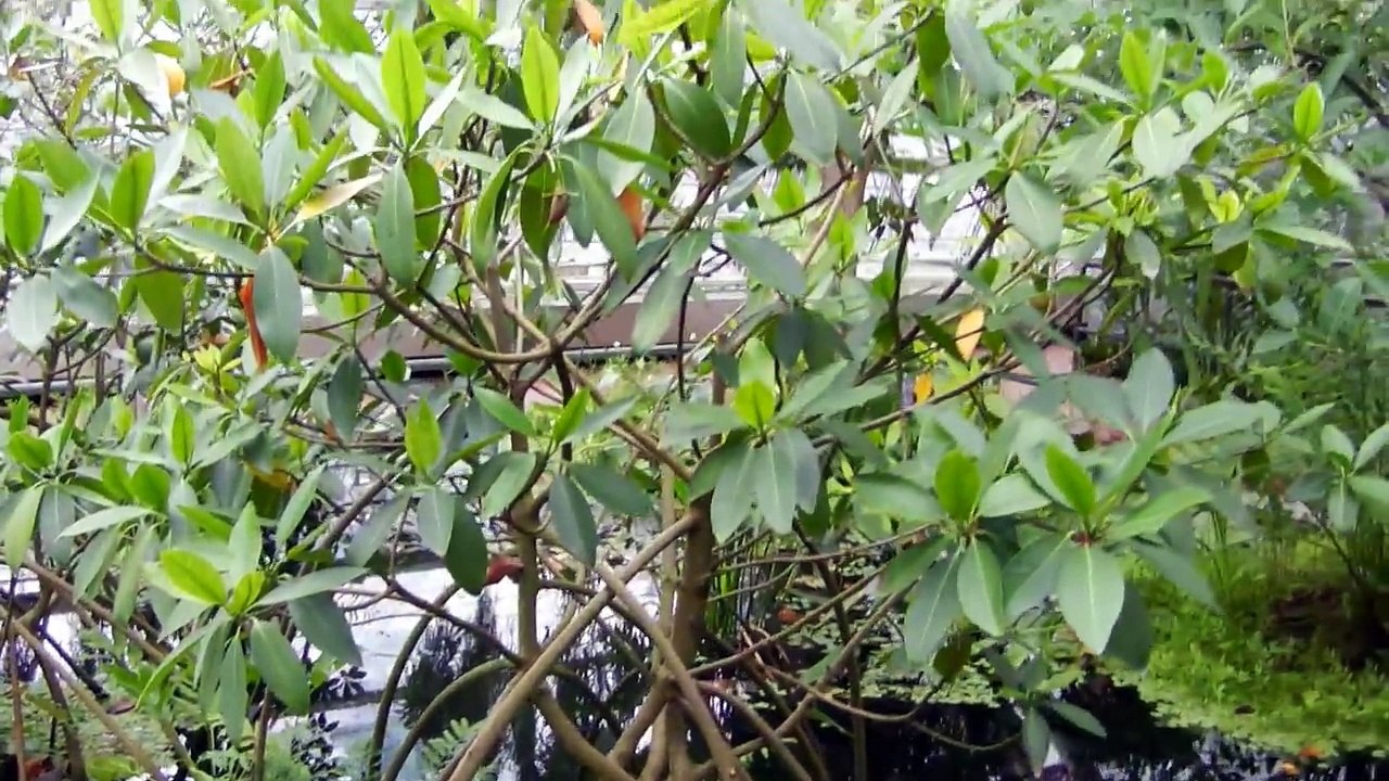 Aquatic Plant House - Queen Victoria Water Lilly-dJ26lh3R3fc