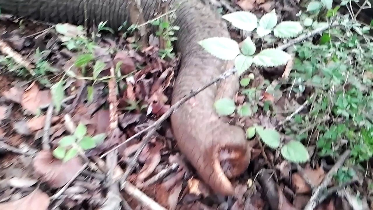 Giving medicine to fallen elephant-helping out injured wild animals-injured elephant saving