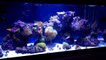 Beautiful 40 gallon Mixed Reef. Soft Corals, LPS and SPS corals-ENPBa_WdKfA