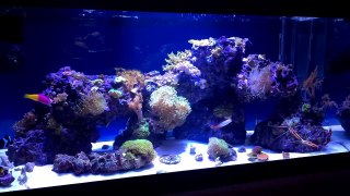 Beautiful 40 gallon Mixed Reef. Soft Corals, LPS and SPS corals-ENPBa_WdKfA