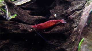 Berried Red Cherry Shrimp - Part 2-QarUAWu_aNI