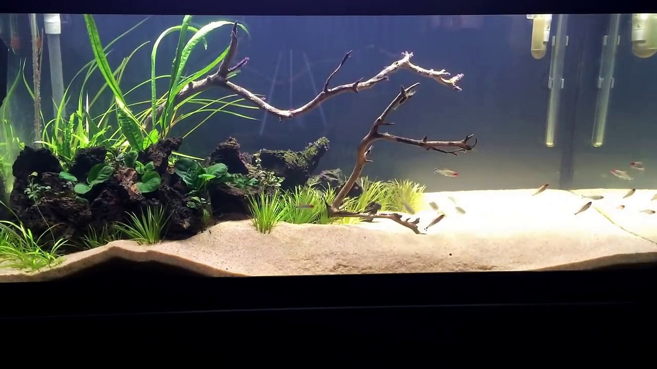 Black Beard Algae - 3 Easy Ways to Destroy BBA in your Aquarium_Plus Keeping BBA from Returning.-wk3wShH4vNM