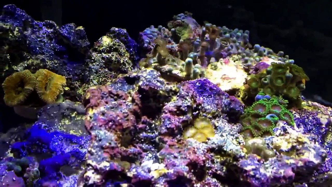 Chemi-Pure Blue review and Reef update-7GvMtjqqL8E