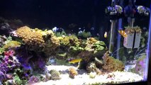 Coral Selection - Choosing Corals for a Nano Reef Aquarium - Which Corals are right for Your Tank-3op9LBiQ37E
