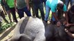 Injured elephant rescue mission-poor wild elephants injured and giving medicine