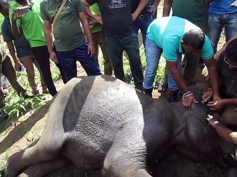 Injured elephant rescue mission-poor wild elephants injured and giving medicine