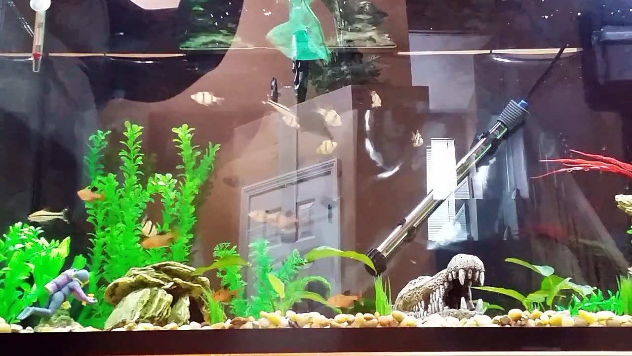 Feeding community tank blood wormsGGq2zESF9I video Dailymotion