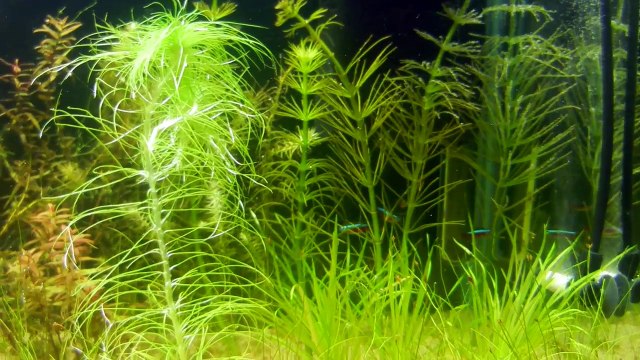 Green Leaf Aquariums Atomic CO2 Diffuser-4KVv5M_9wq0