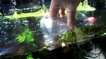 Freshwater Shrimp Trap [Cola Bottle] -IxorNiDt6A4