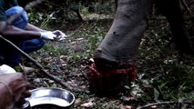 Human save dying elephant-highest quality fallen wild elephant footages