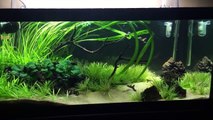 HOW TO - PREPARING YOUR AQUARIUMS FOR STORMS & POWER OUTAGES-OpAyGi2mMHs