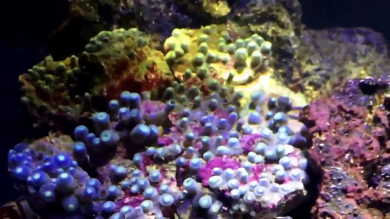 How to Dip Corals 10 gallon Reef, dipping Zoanthids to prevent