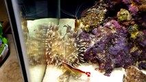 How to feed an Anemone in a Reef Aquarium. Feeding your sand Anemone Silver Sides.-wgF8uc6bnbw