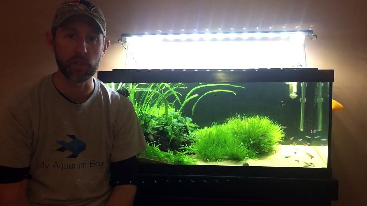 How To Kill Black Beard Algae in A Planted Aquarium43bvtrORrd4 video