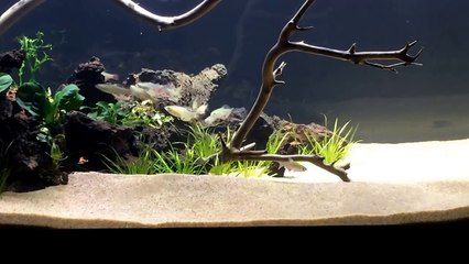 How to set up a Freshwater Planted Tank - Series - Episode 5, Adding Fish and Staying Organized-BbnSyZMK6rM
