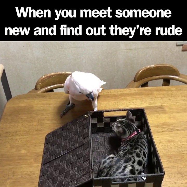 Tu viens libérer ton pote le chat et il te met un coup de patte... Pas cool